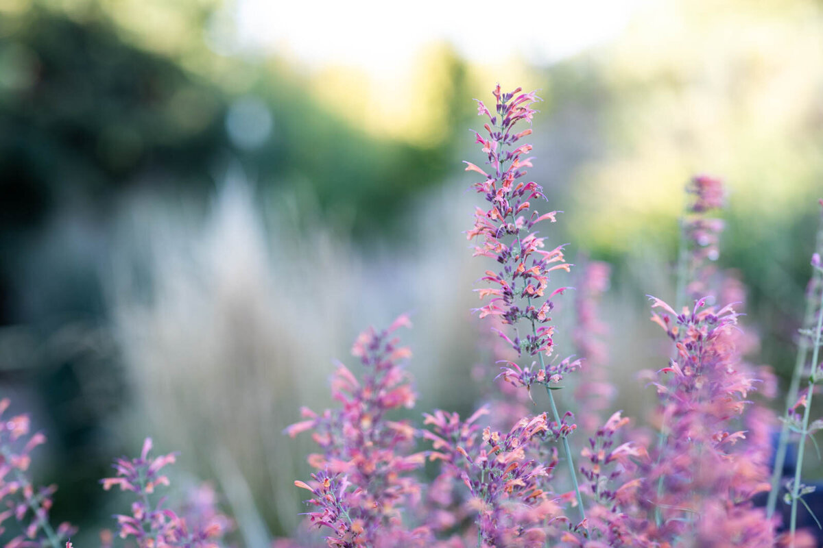 Denver-Botanic-Garden-Wedding-8