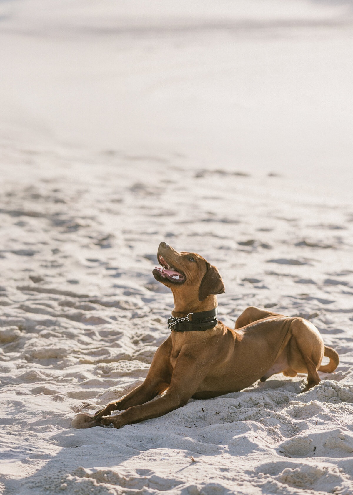 rhodesian-ridgeback-nj-pet-photography