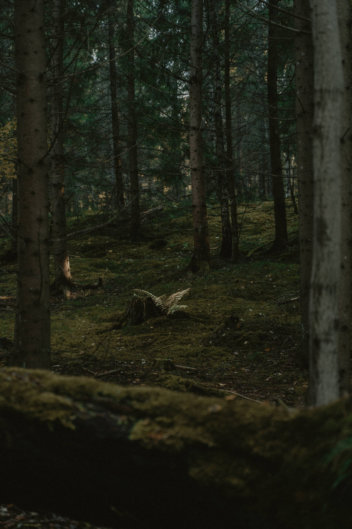 ElinJoakim-12okt2024-260