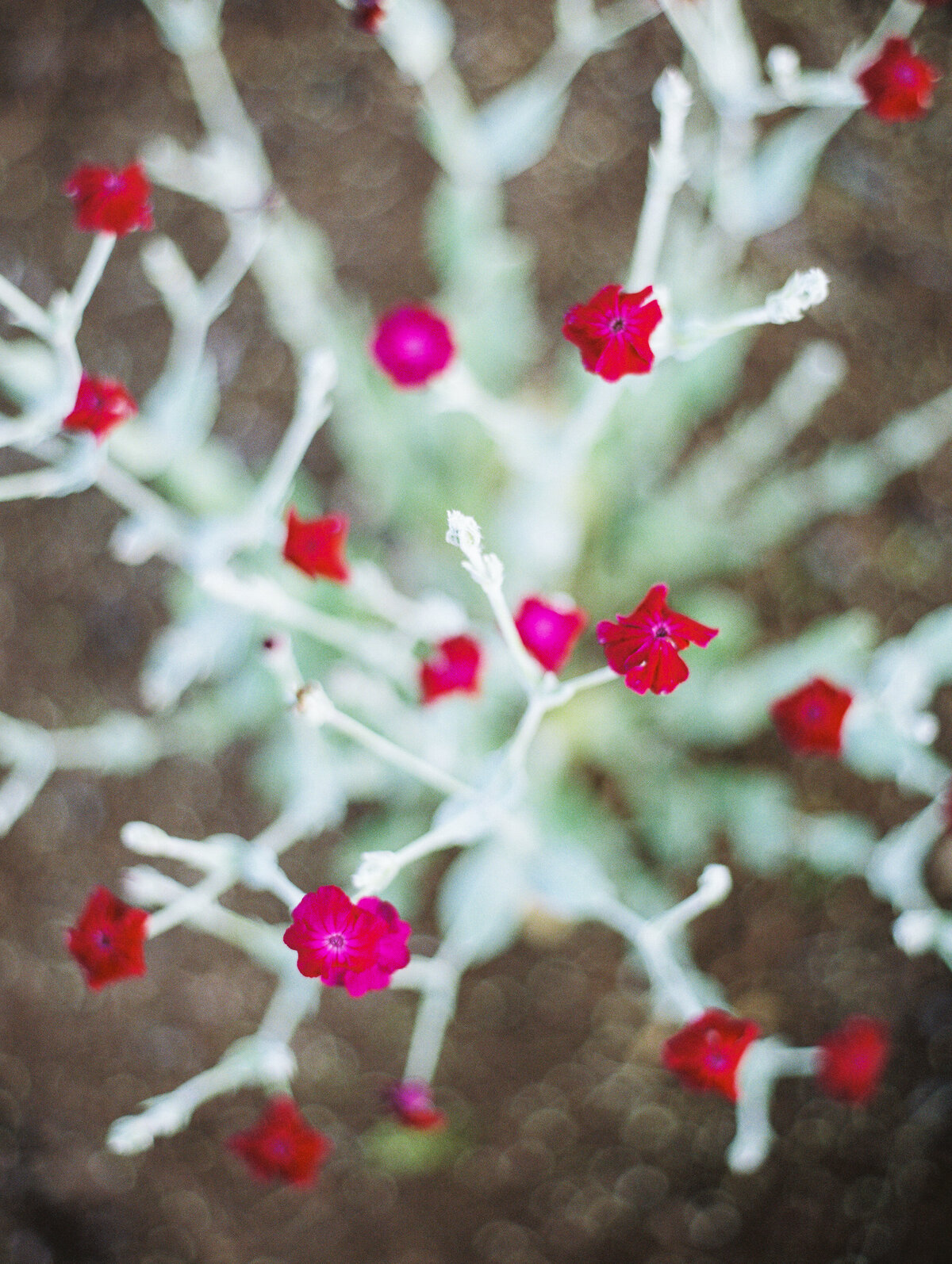 Close-up photo of a plant with small red flowers