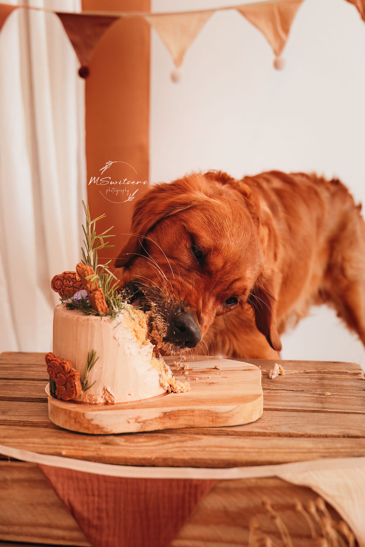 Golden Retriever tijdens cakesmash fotoshoot in de daglichtstudio