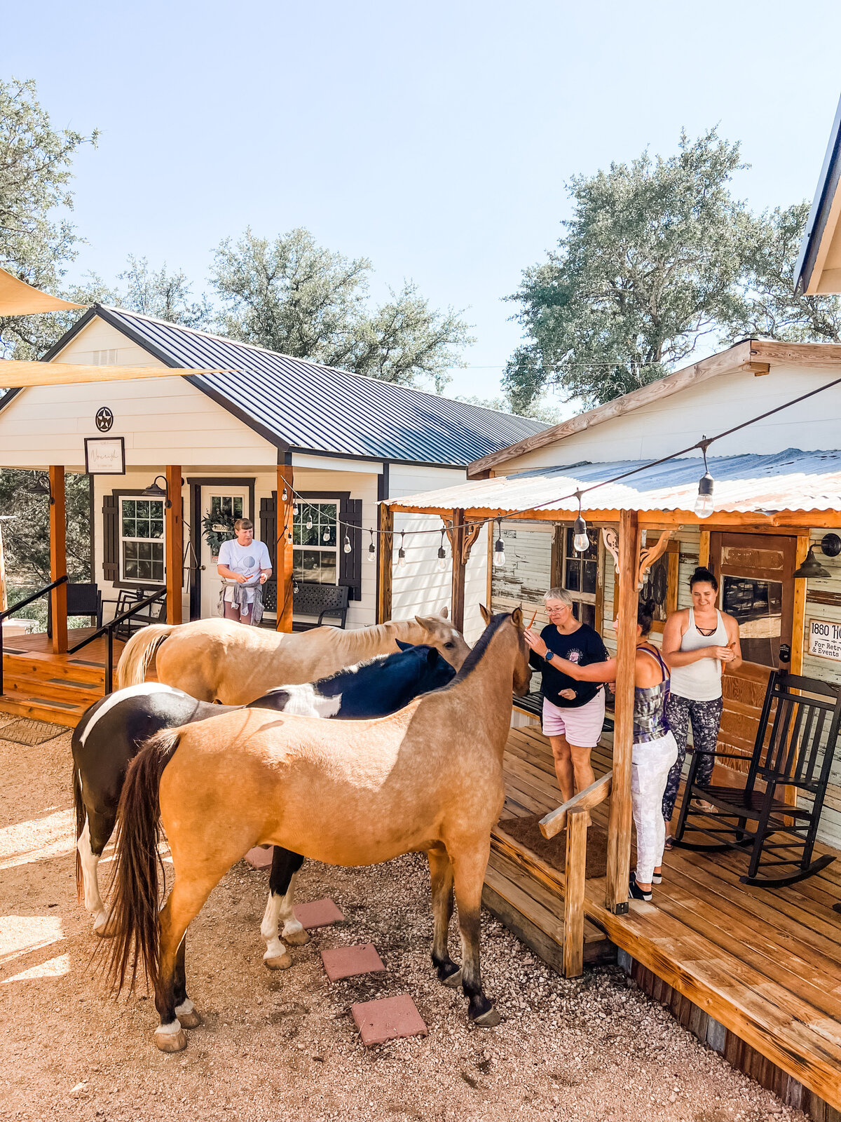 Horses of the retreat ranch