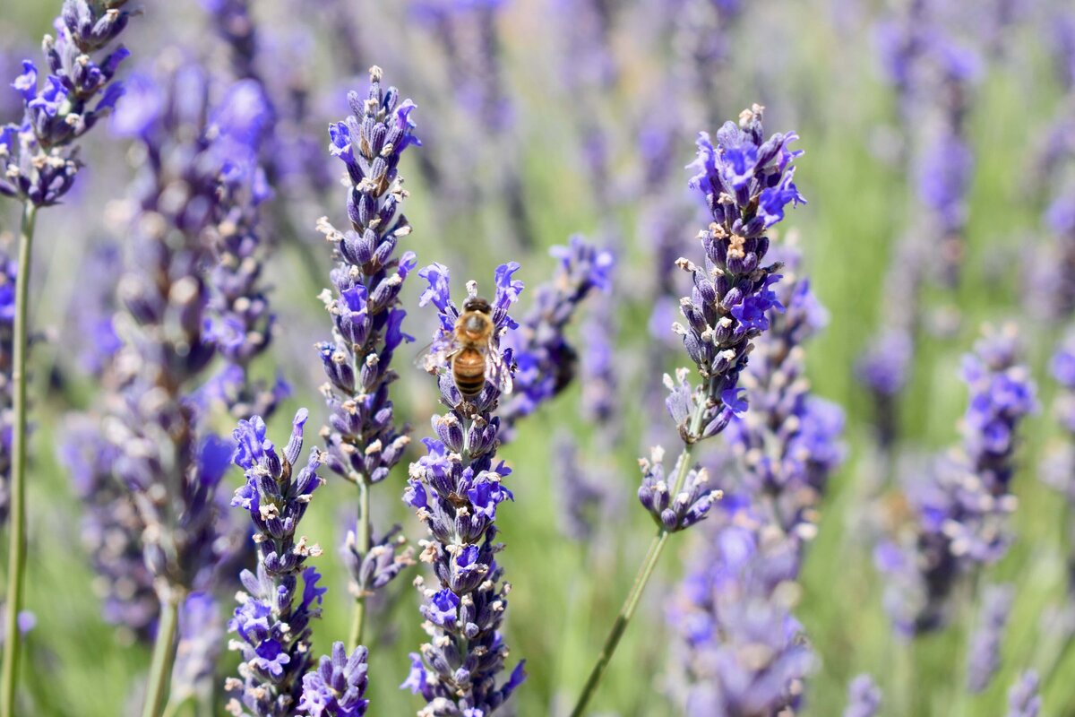 southern-france-itinerary-6