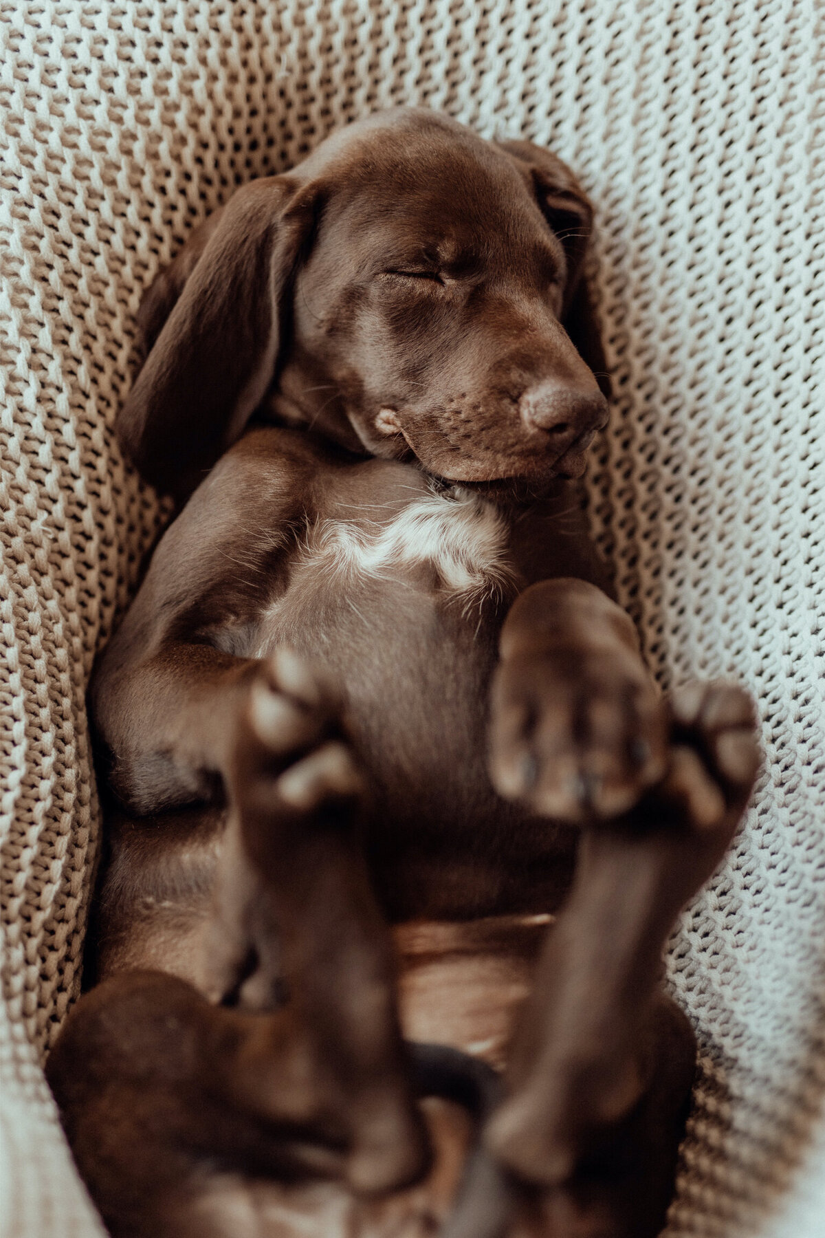 the-lifestyle-phodographer-perth-family-pet-photographer-gotcha00011