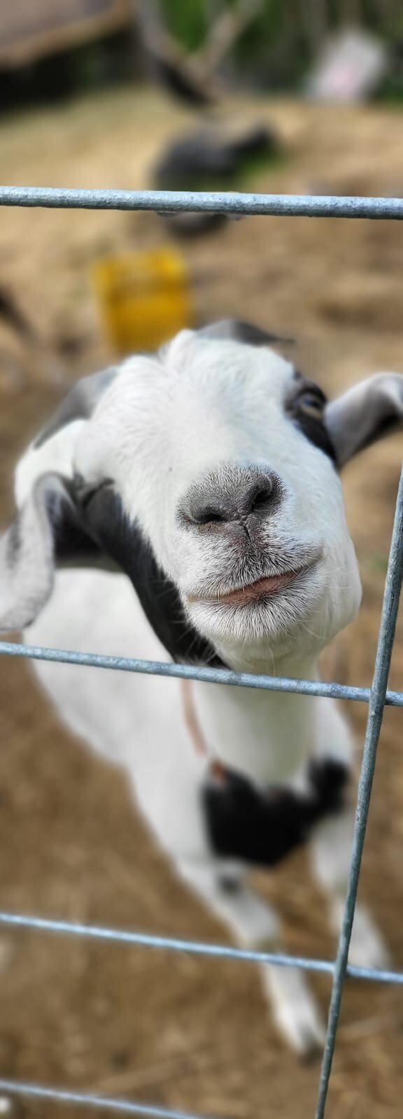 Goat