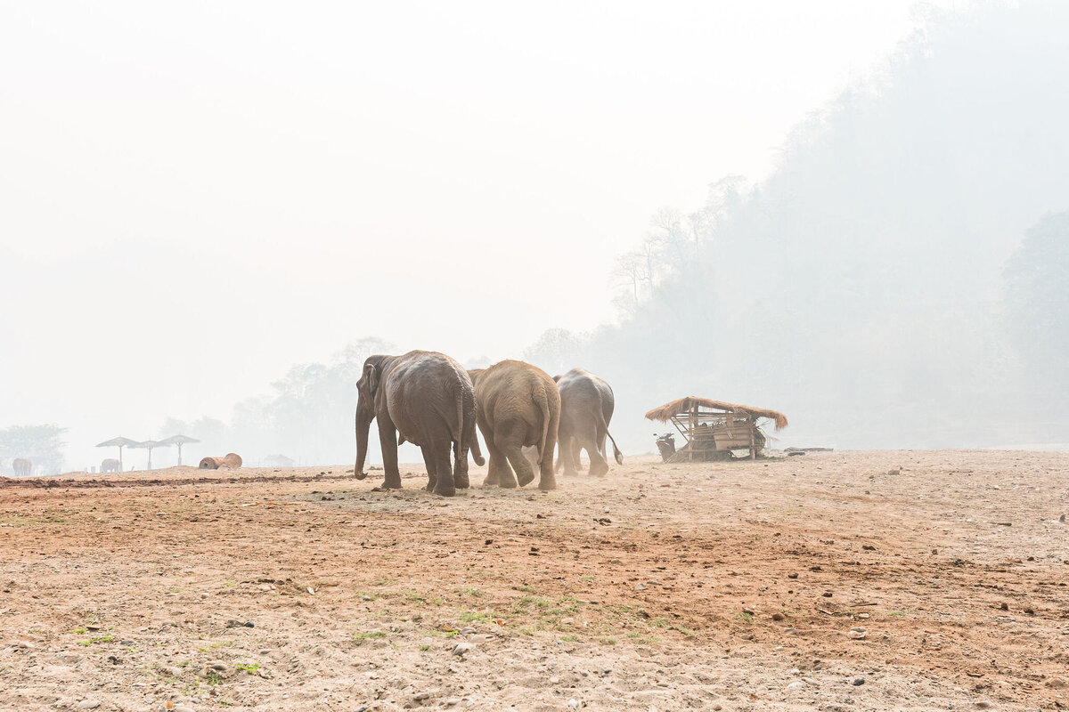 0238-BOOK-Elephant-Nature-Park-Chiang-Mai-Thailand-2023-0617.jpg