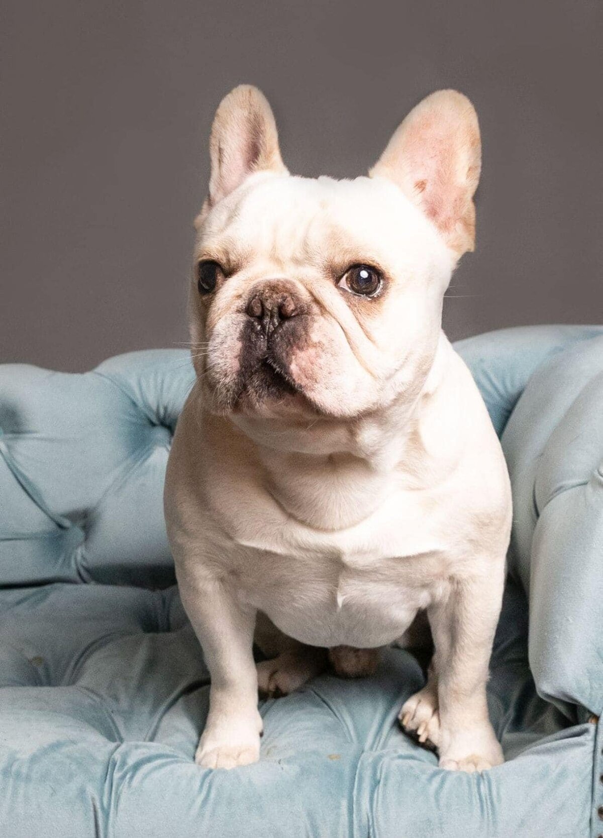lilla-bordas-portraits-tampa-DOG-photographer1397_1_1