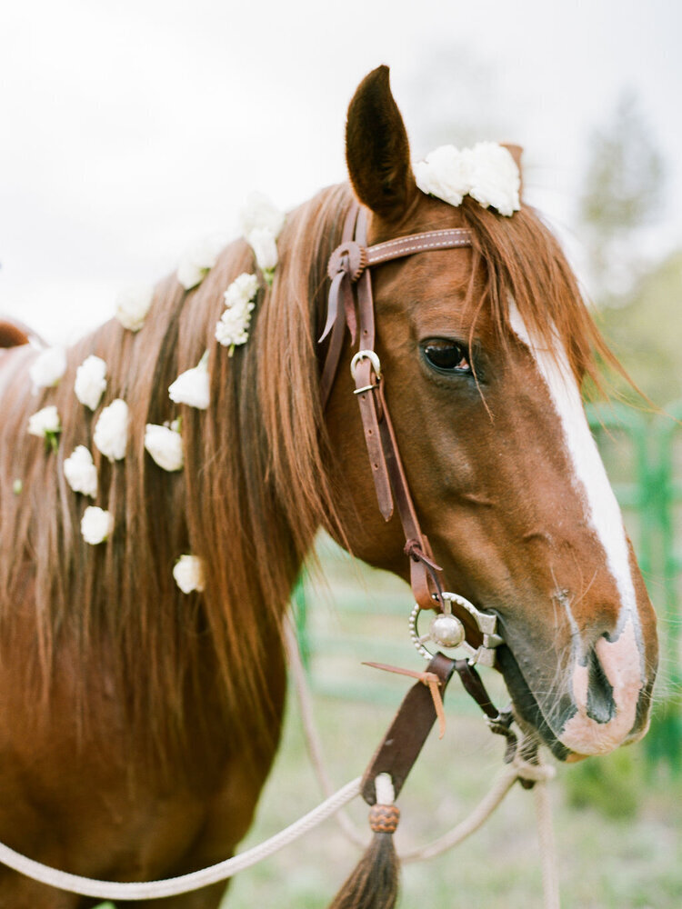 A decorated horse at a Colorado ranch wedding