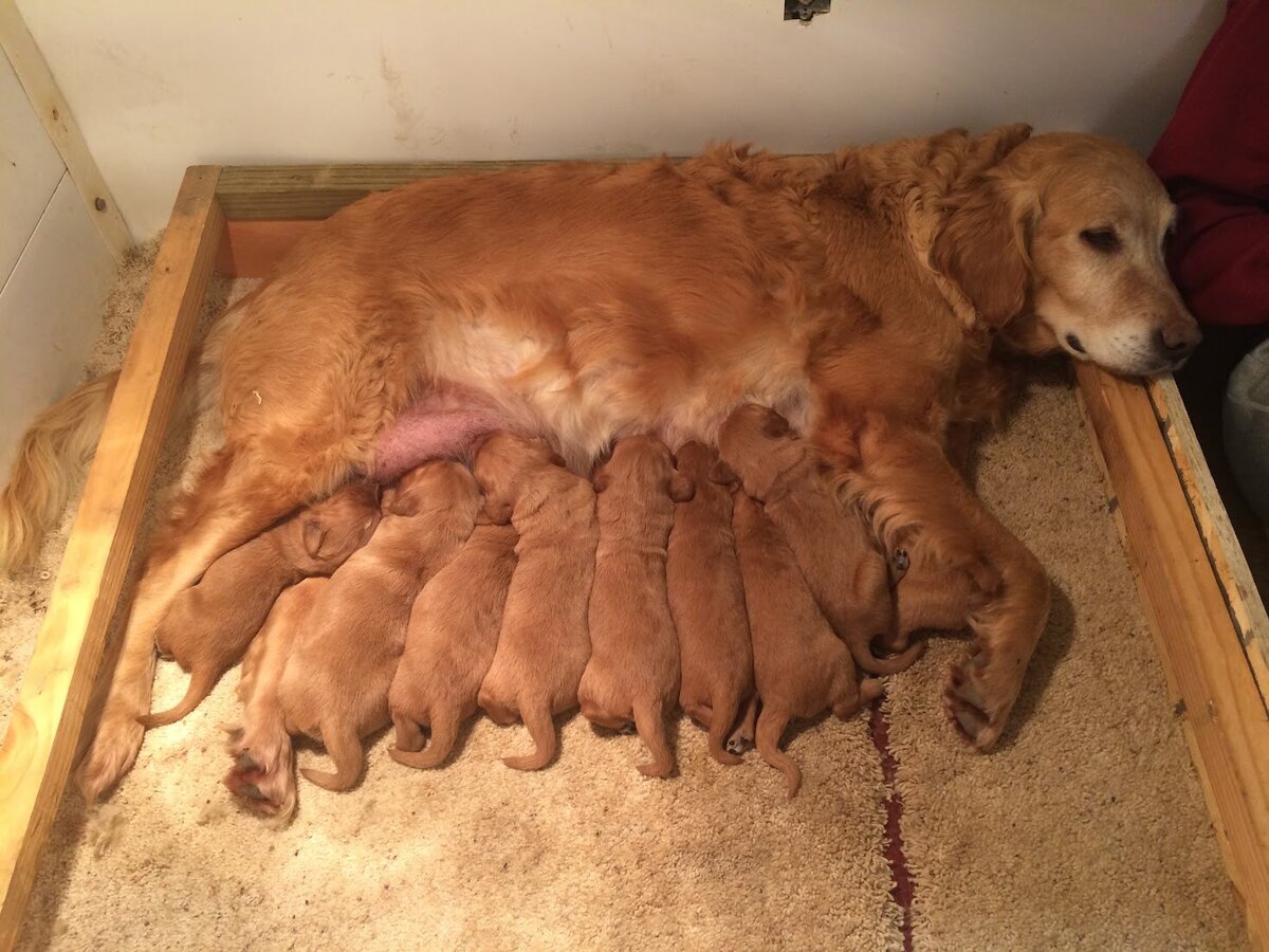 Appelgate-golden-retriever-puppies-Mae-17