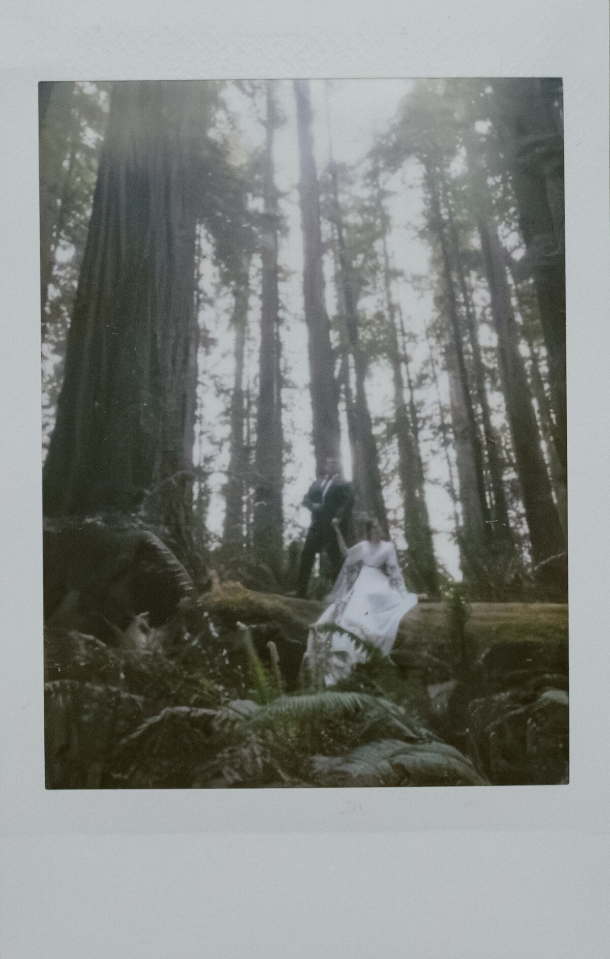 04-29-25_Redwood Elopement_PRPLLC-546
