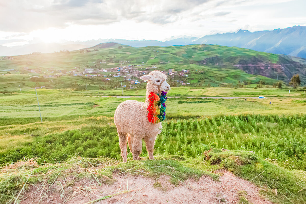 042-KBP-Peru-Cusco-Sacred-Valley-Llamas-004
