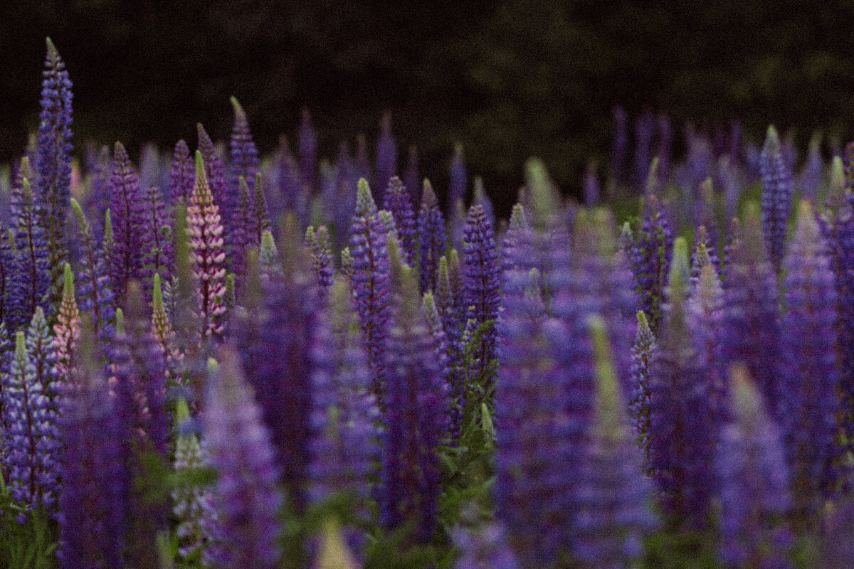 Viewing Lupines in Maine