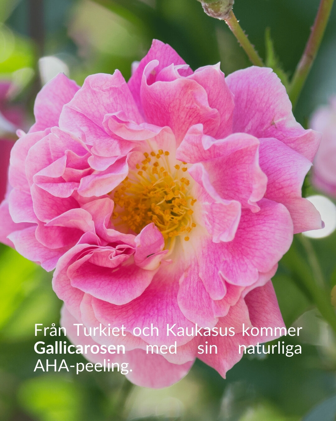 Den Svarta Baccara-rosen, symboliserar varaktig passion. Dess sammetslena svarta kronblad ger skydd och mjukhet. (8)