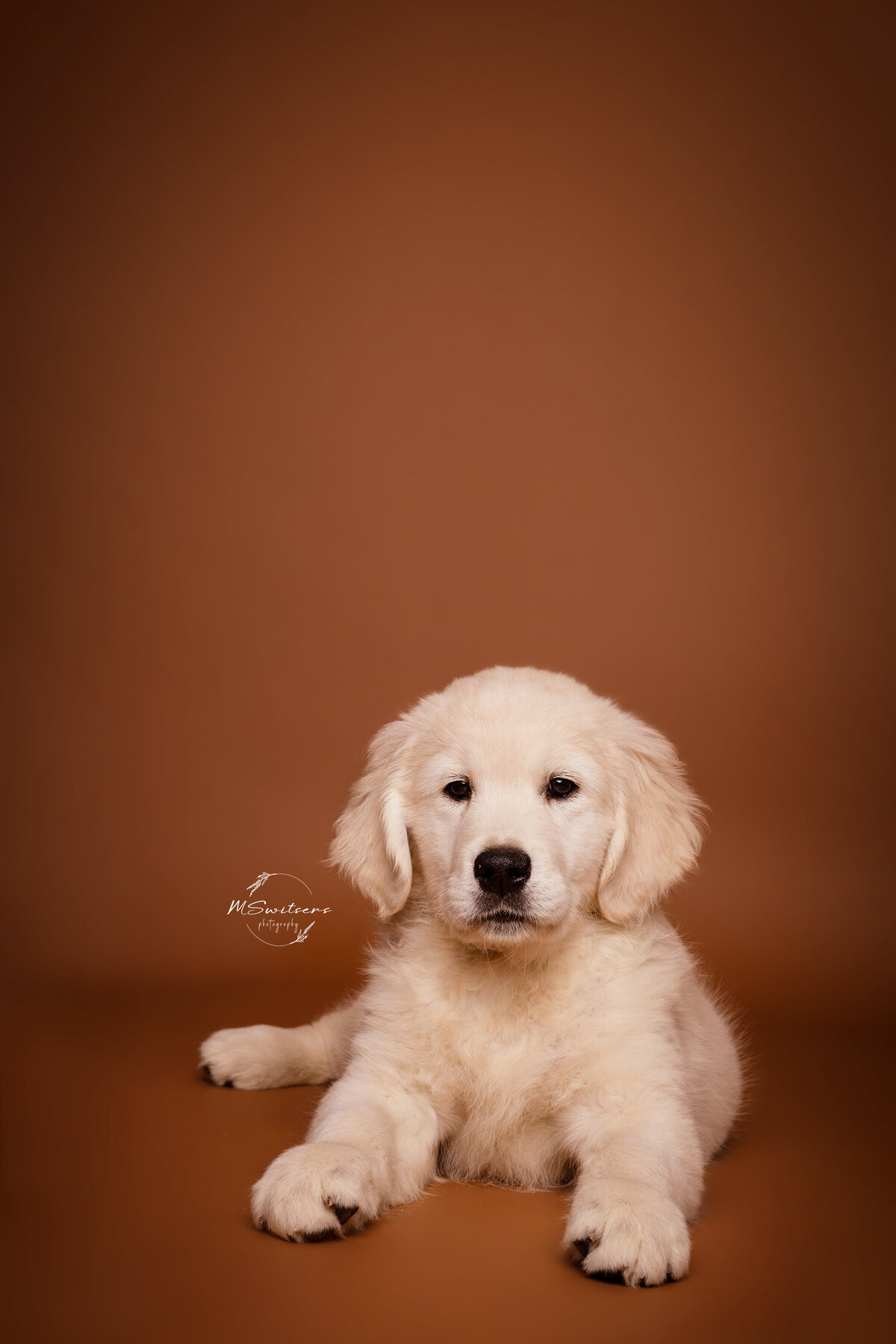 Puppy golden retriever tijdens een hondenfotoshoot in de studio te Geel
