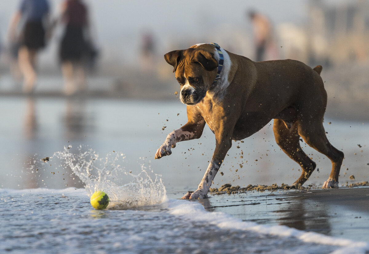 local dog photographer 9 copy