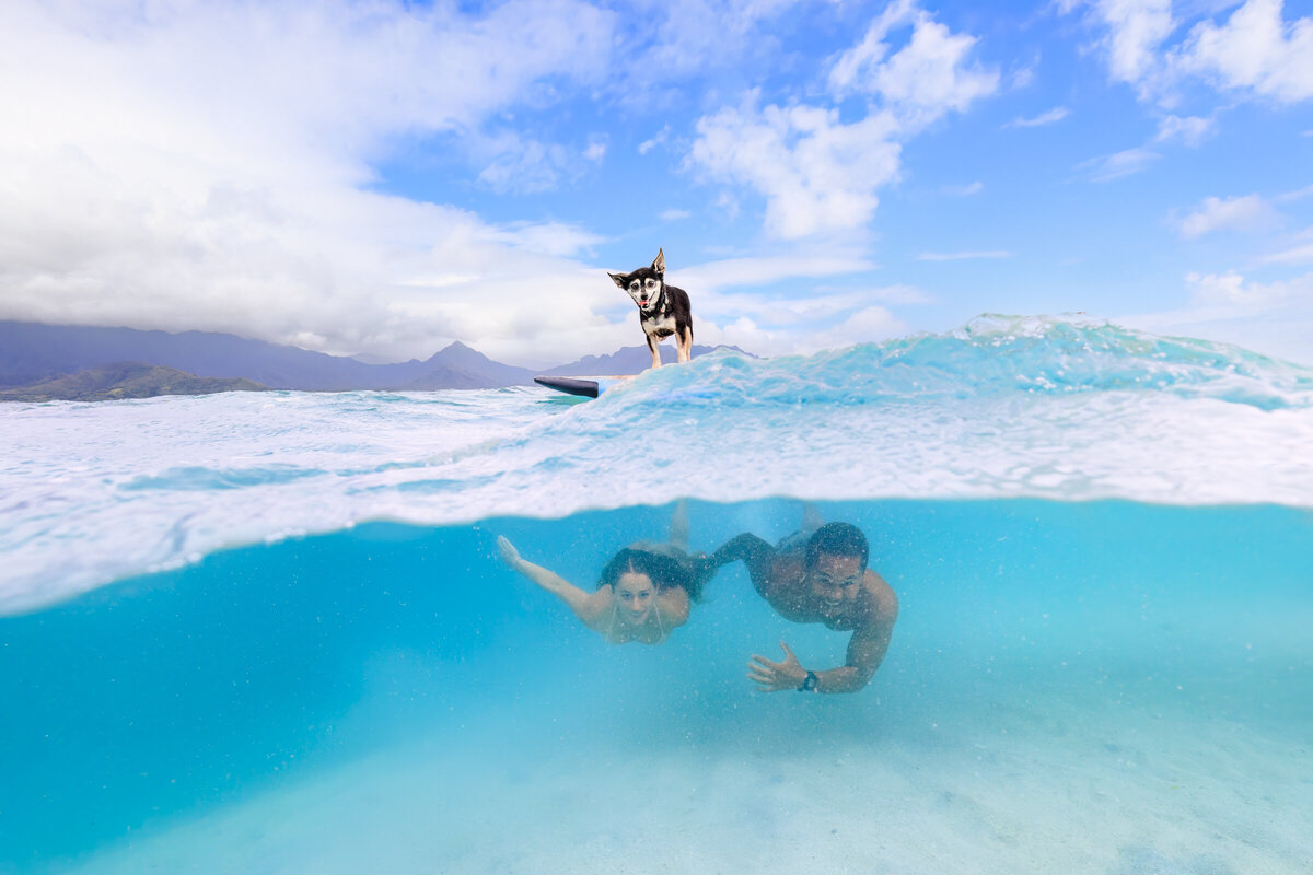 Honolulu Dog Photography-3