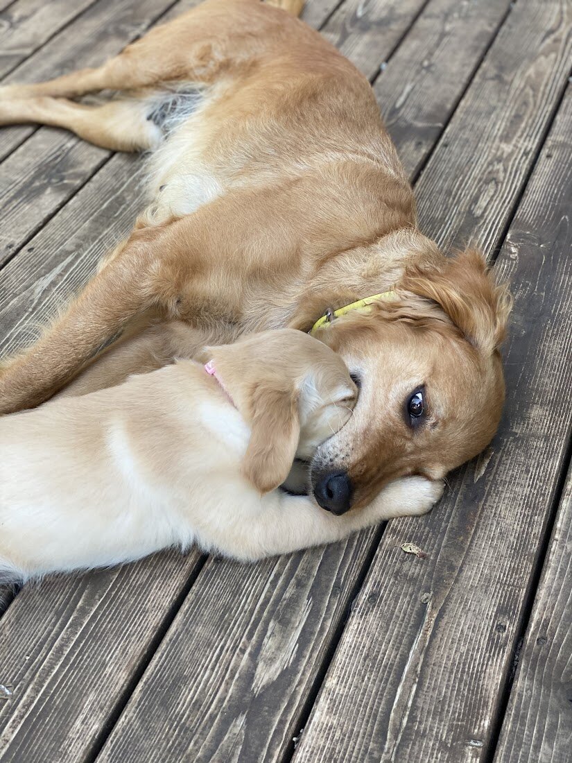 Appelgate-golden-retriever-puppies-Emmie-3