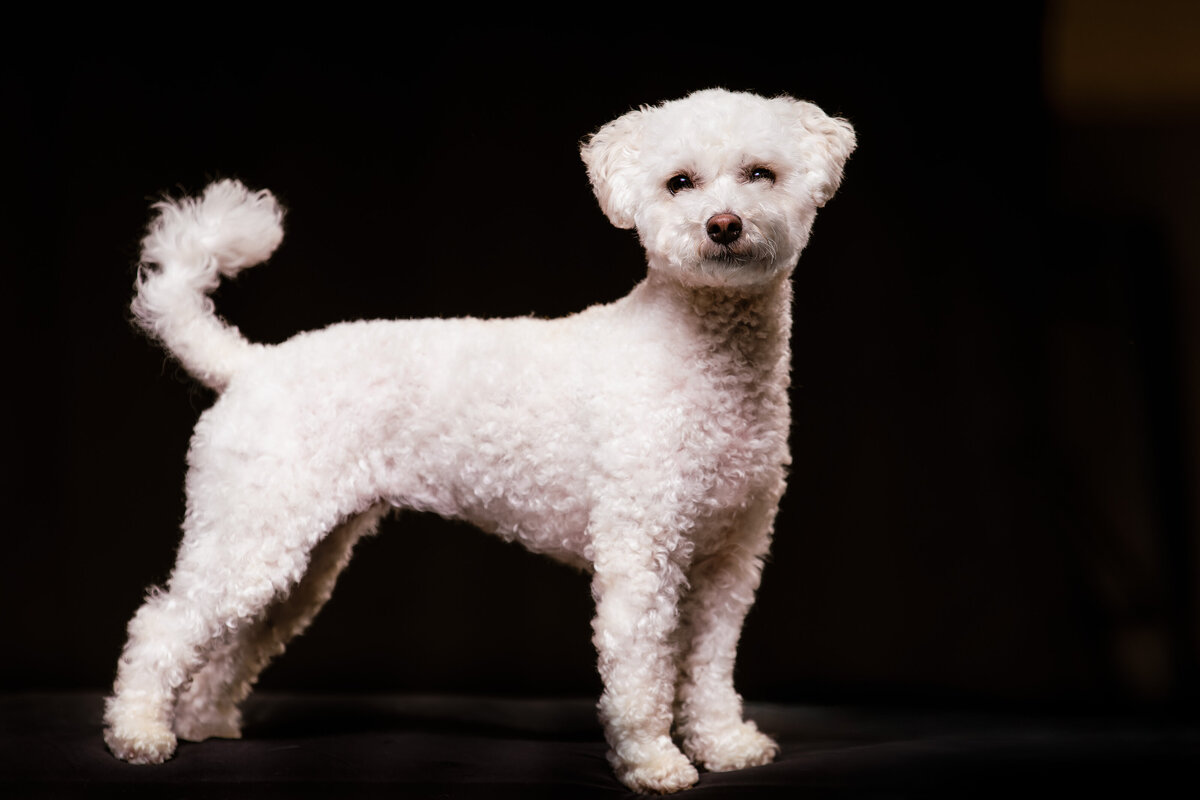 seattle-pet-photographer