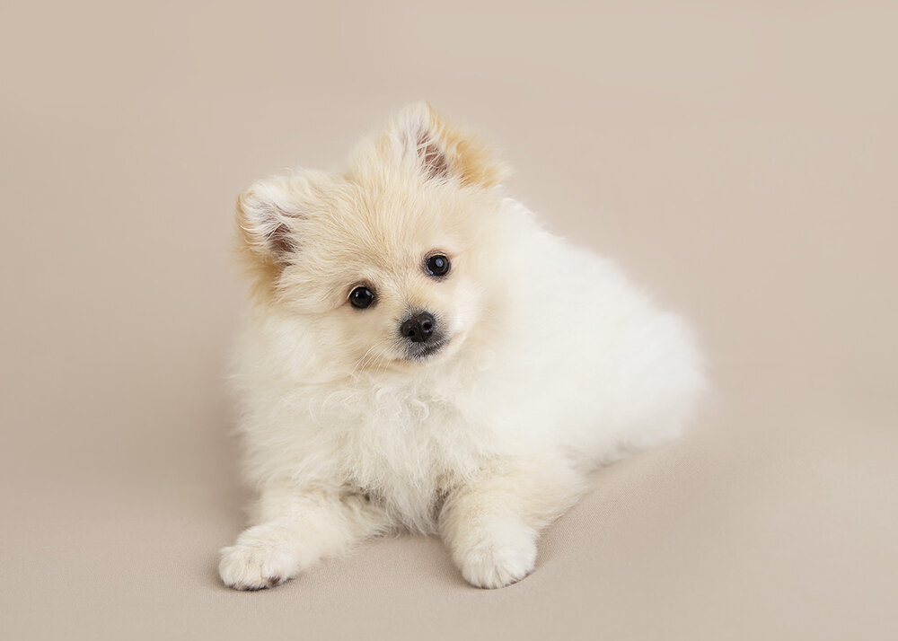 PETS_PUPPYWHITEPOMERANIANDOG