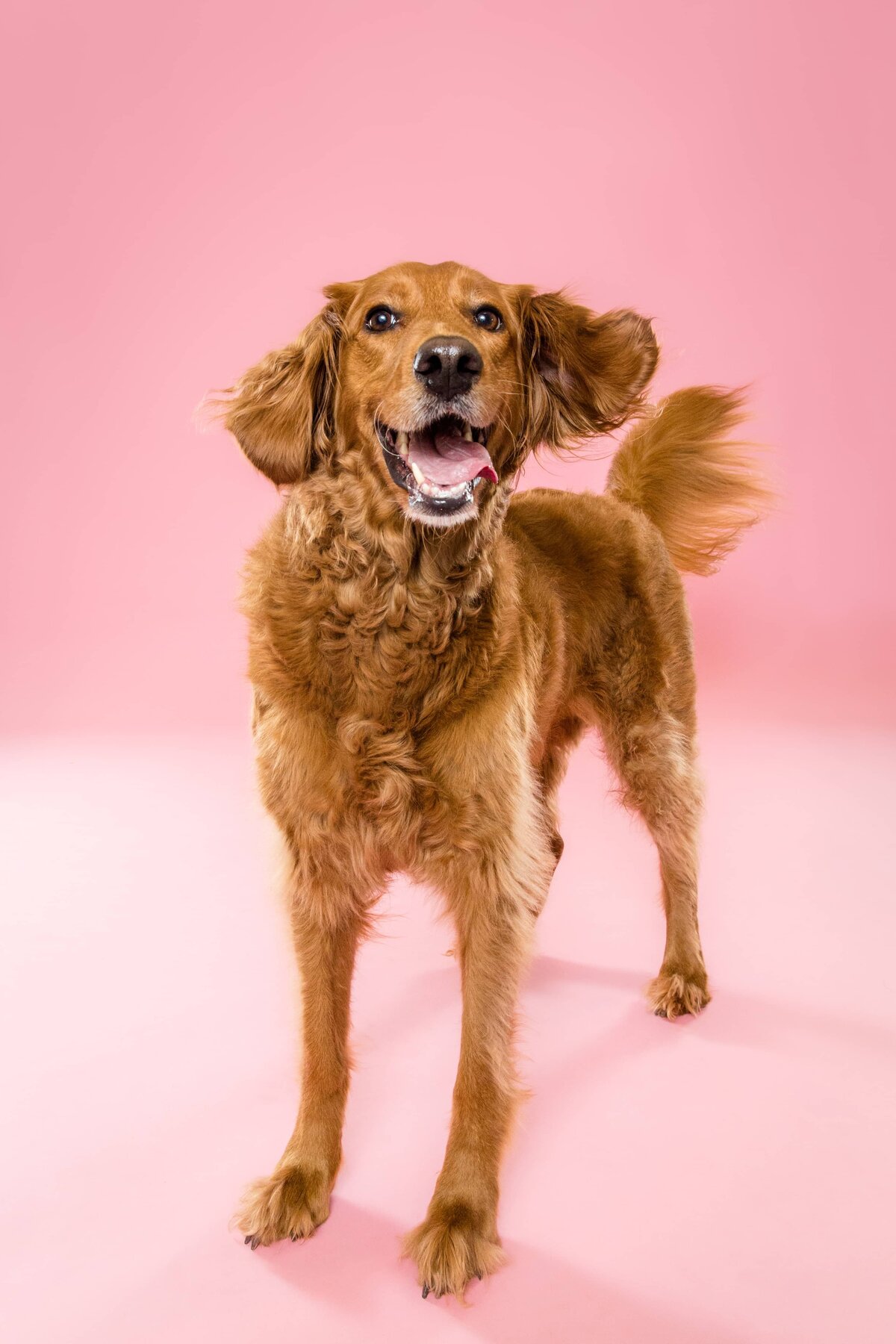 Portfolio - The Beloved Pup Photo Studio - Alabama Dog Photographer 4