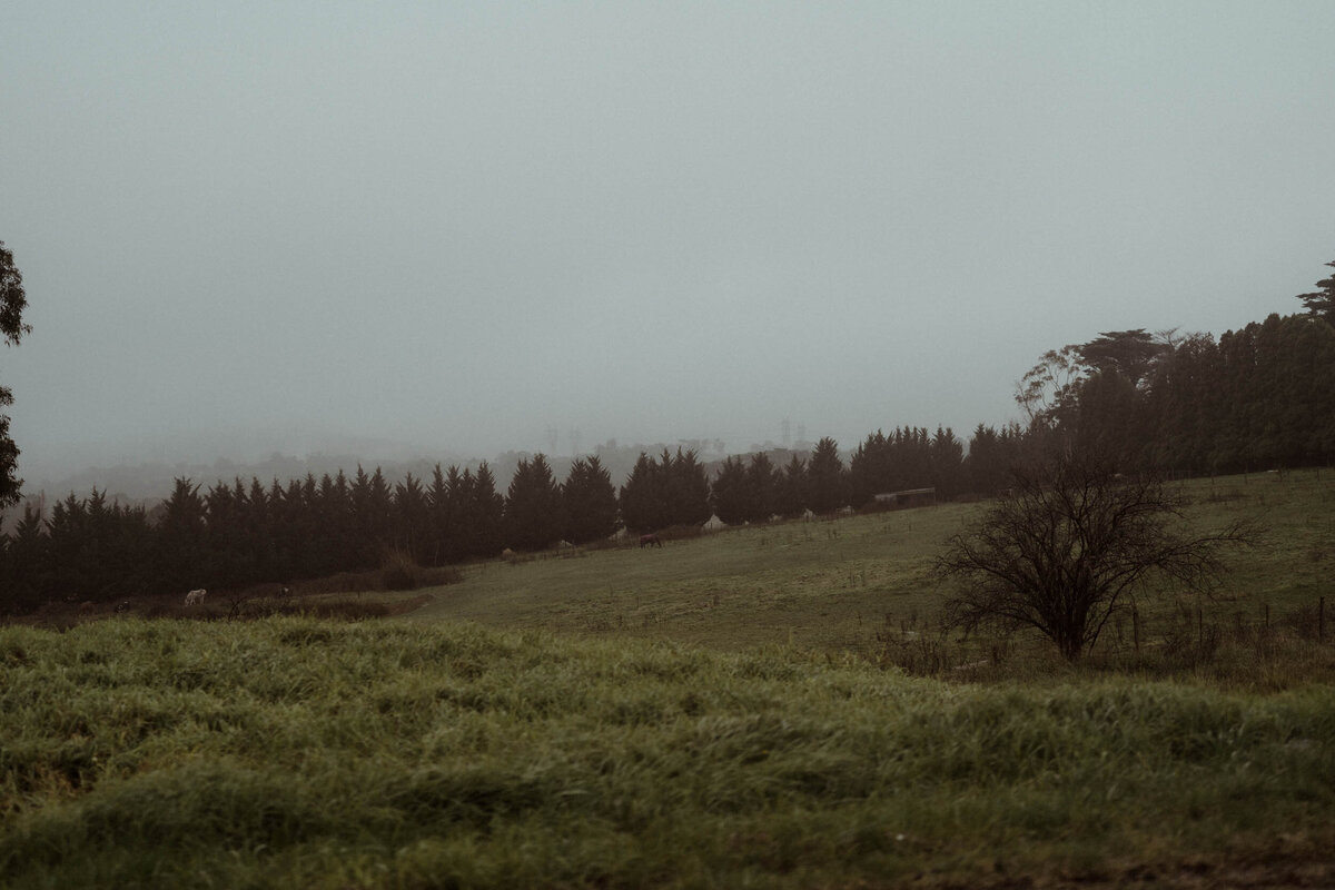 Moody pre-wedding photos in scenic Warburton landscape on the way to Redwood Forest.
