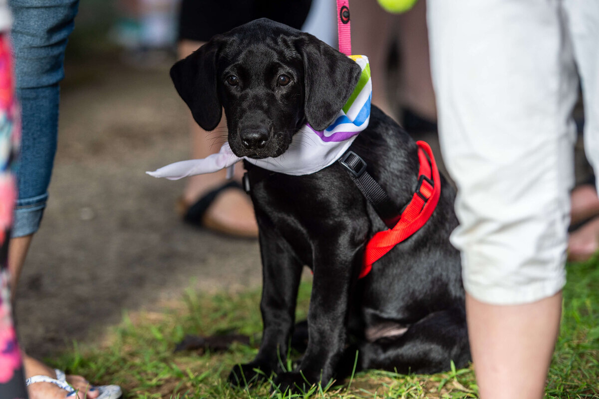 Ottawa event photos of a black labrador puppy wearing a pride scarf.  Captured by JEMMAN Photography COMMERCIAL during the Tweed Canopy Growth Pride Parade