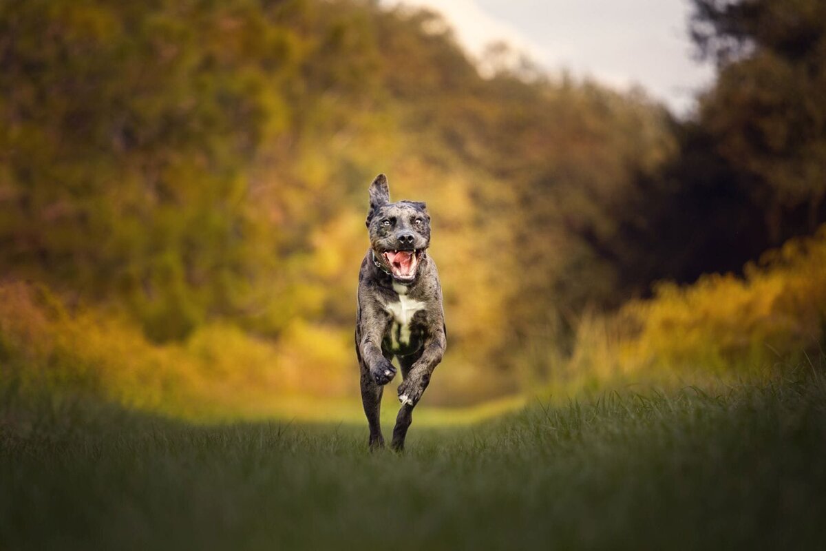 lilla-bordas-portraits-tampa-DOG-photographer1412_1