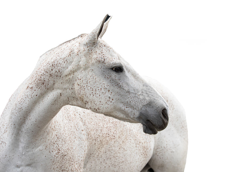 20230709_kya-photography-equestrian-photographer_0031