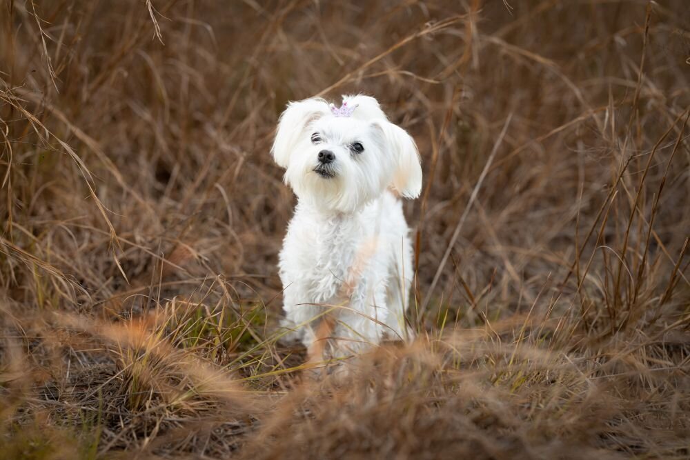 lilla-bordas-portraits-tampa-DOG-photographer1425_1