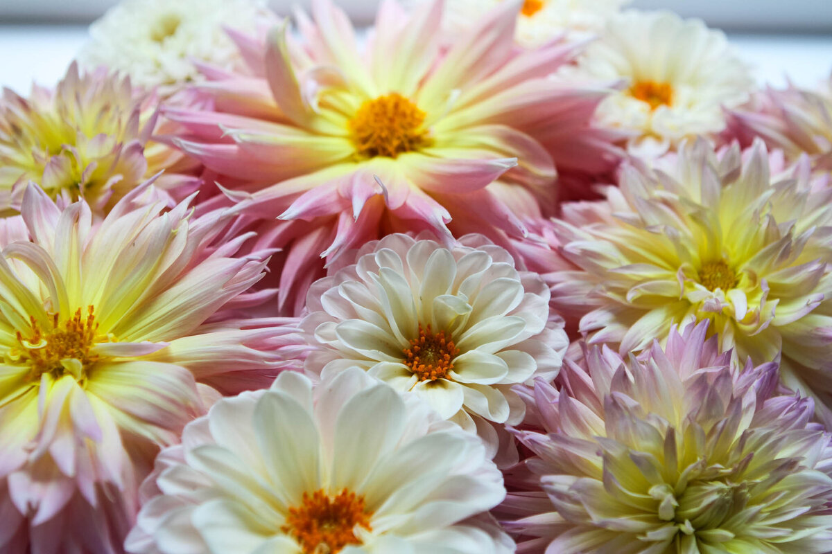 pink dahlias