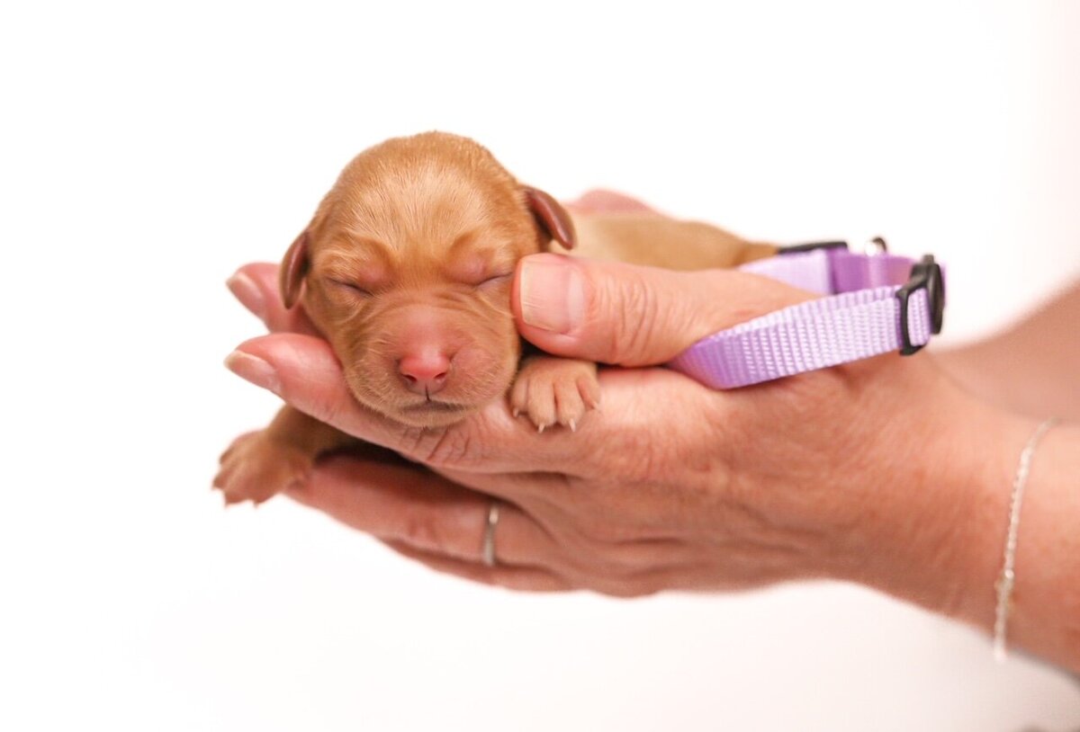 Tennessee-Labrador-Retriever-Puppie-Breeder (13)