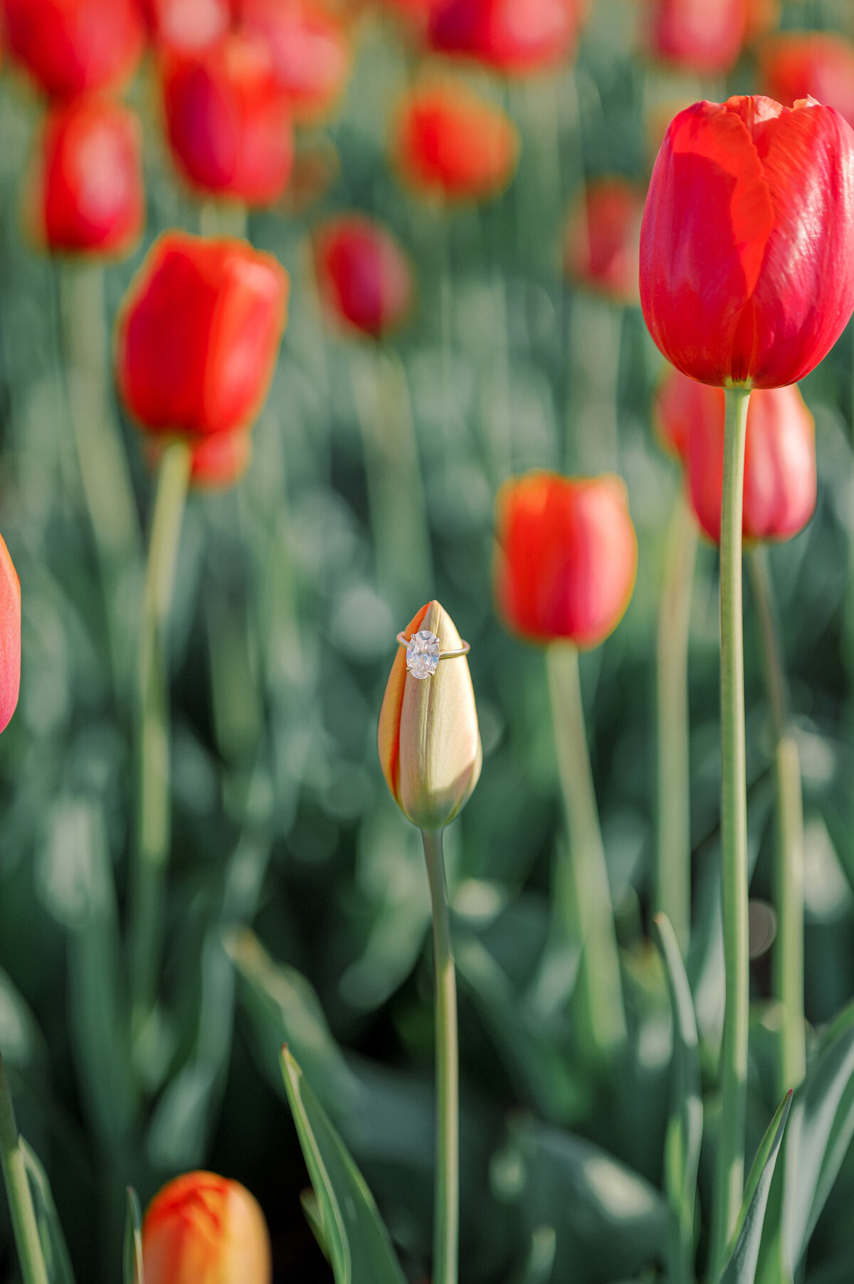 tulip-field-proposal-amsterdam-006