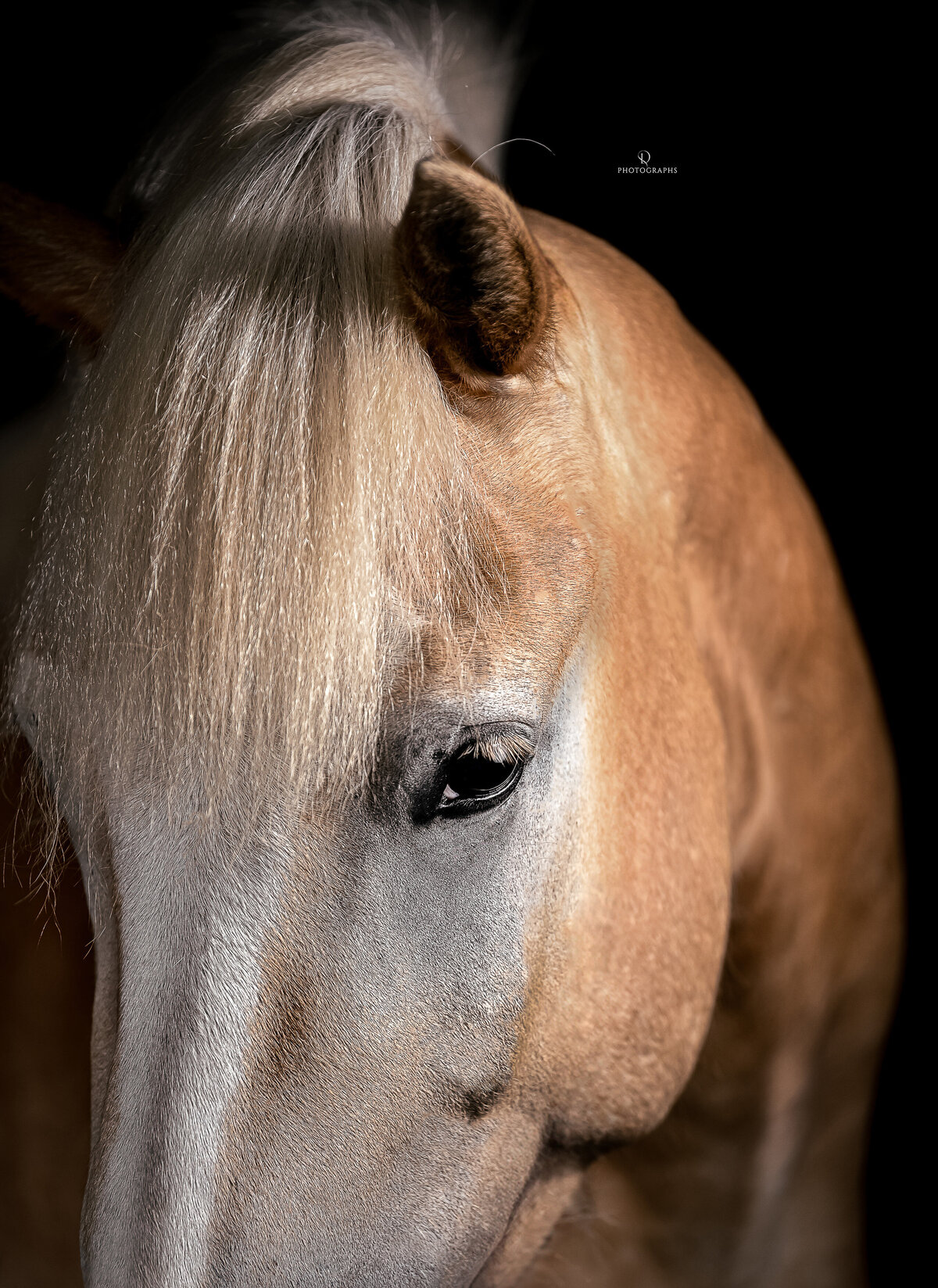 Fine-art fotografie met paard