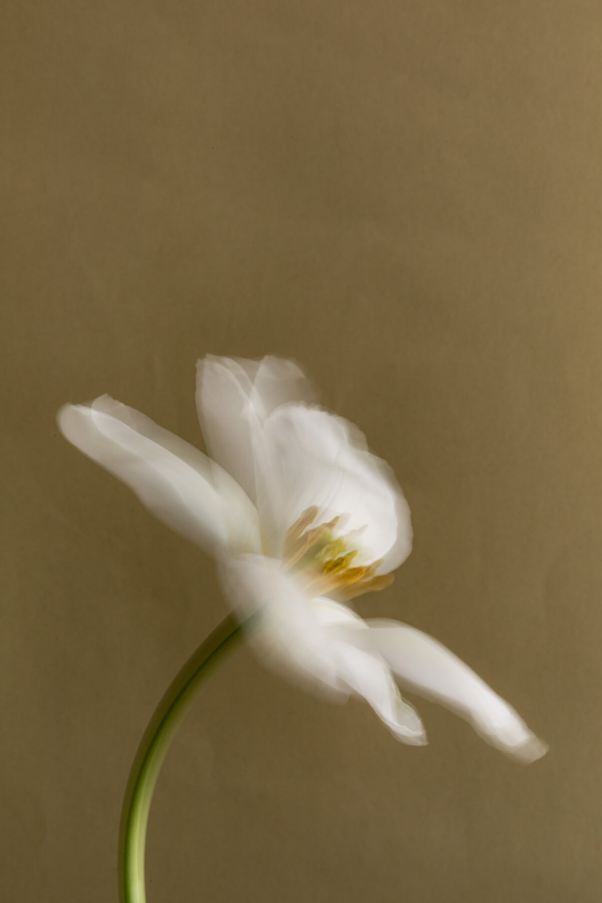 kaboompics_white-flowers-still-life-backgrounds-with-soft-natural-light-38562 (1)