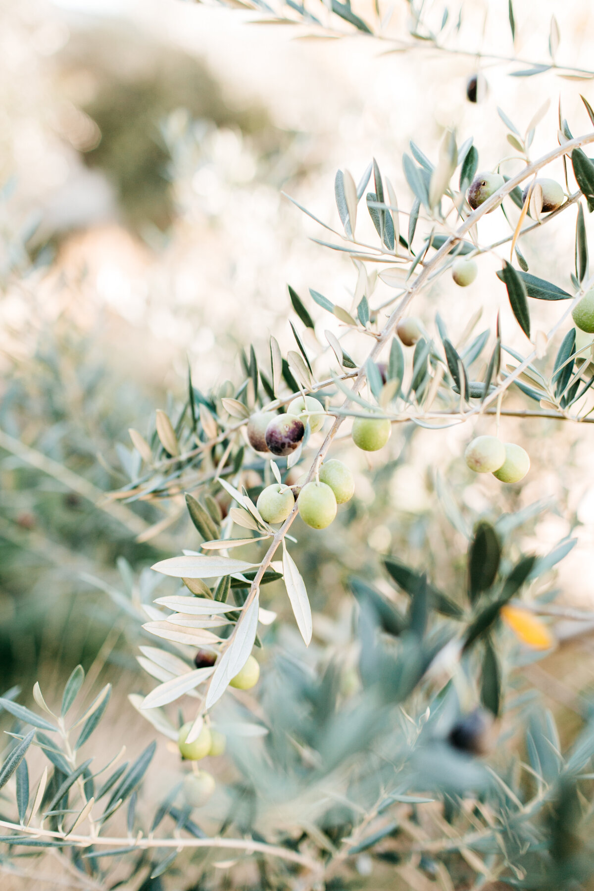 catie-coyle-photography-59