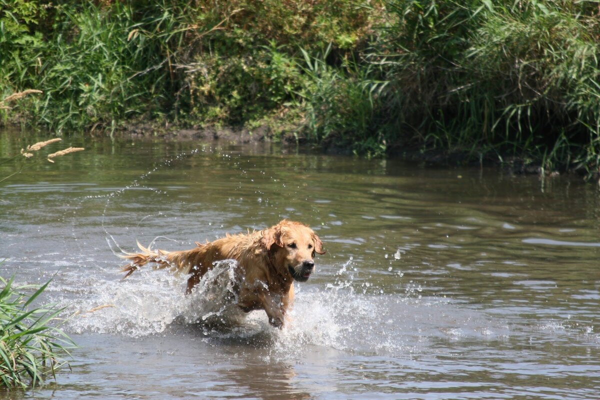 Appelgate-Golden-Retriever-Puppies-Rose-2