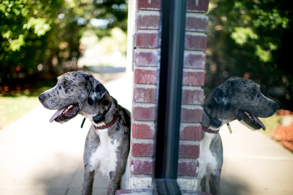 a great dane dog stands by a window