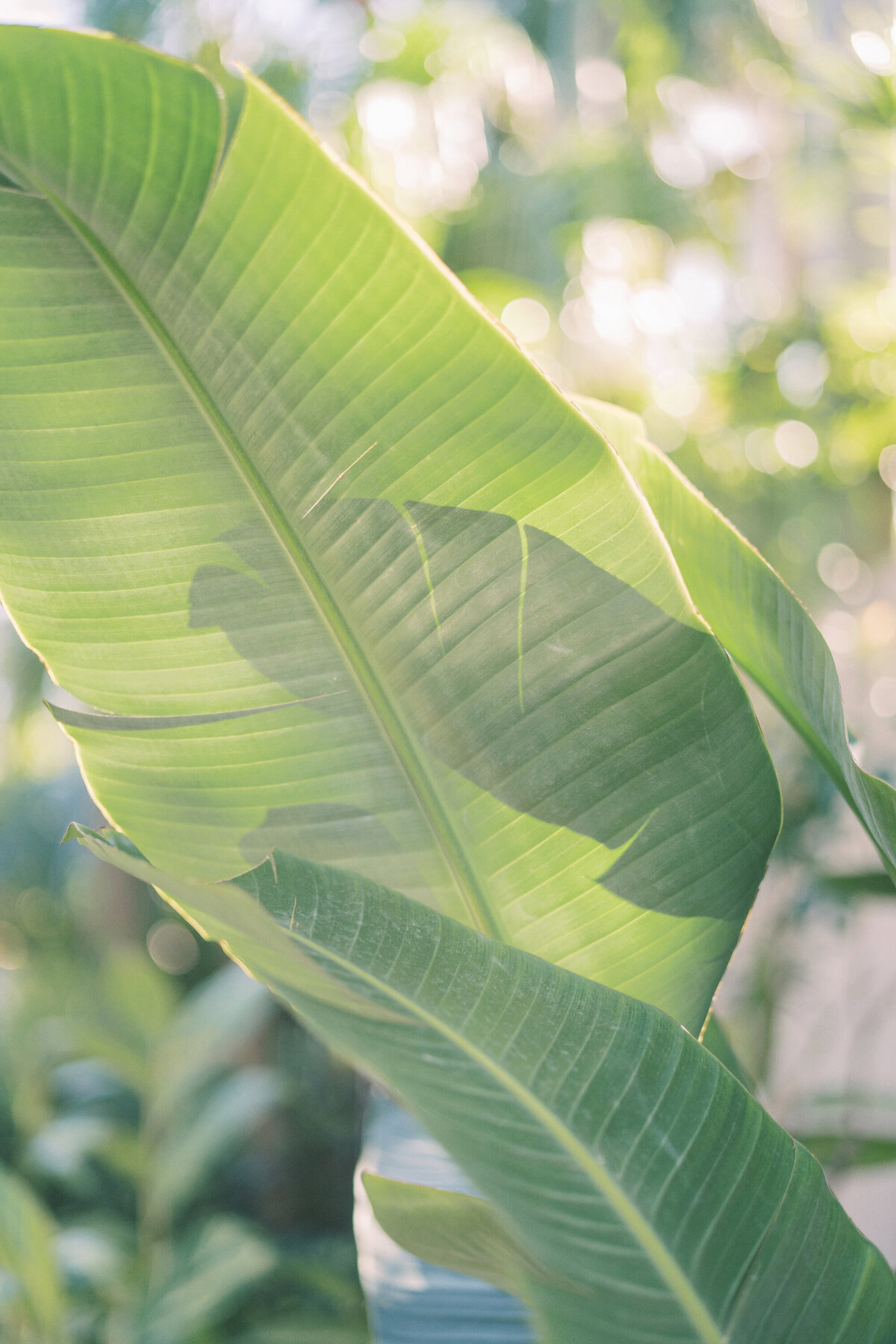 mckenzie and neeraj 0093