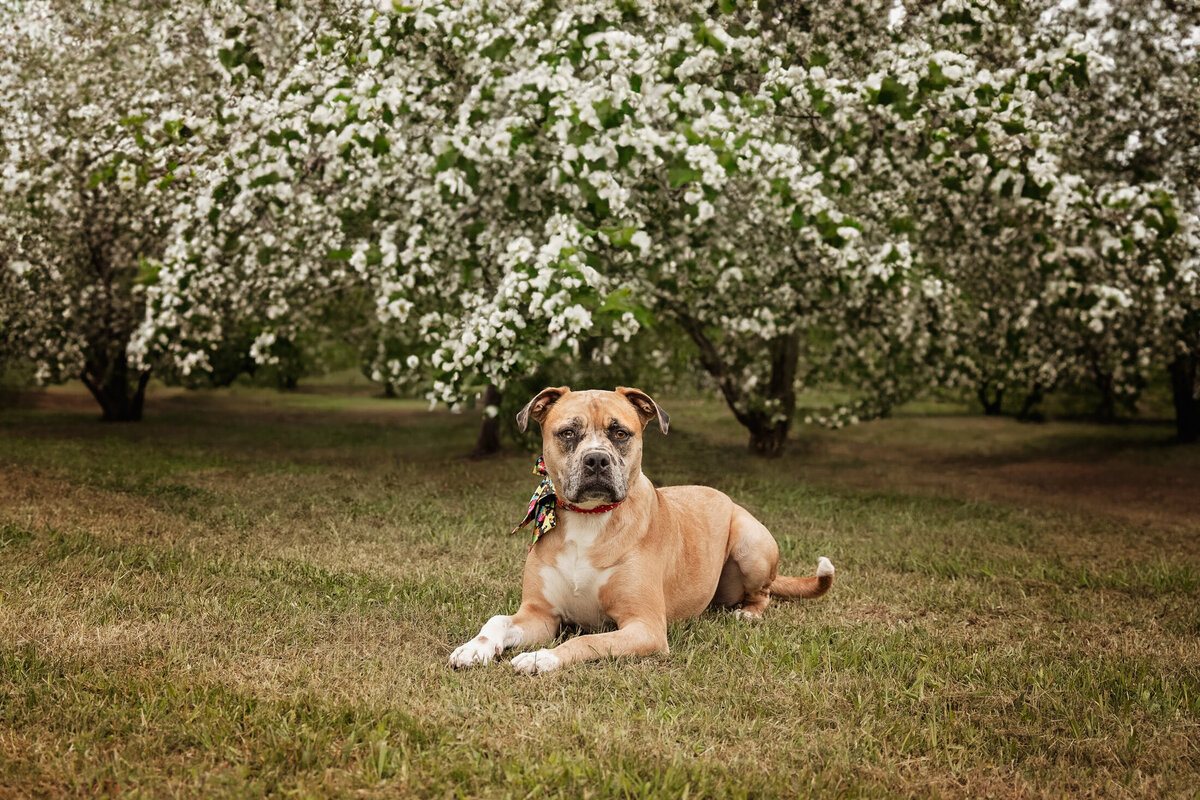 grey-bruce-owen-sound-photographer-pets-2