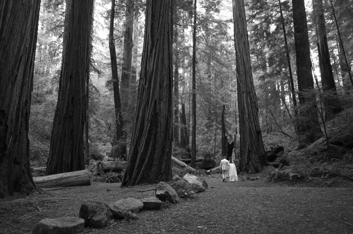 RedwoodsCalifornia-29