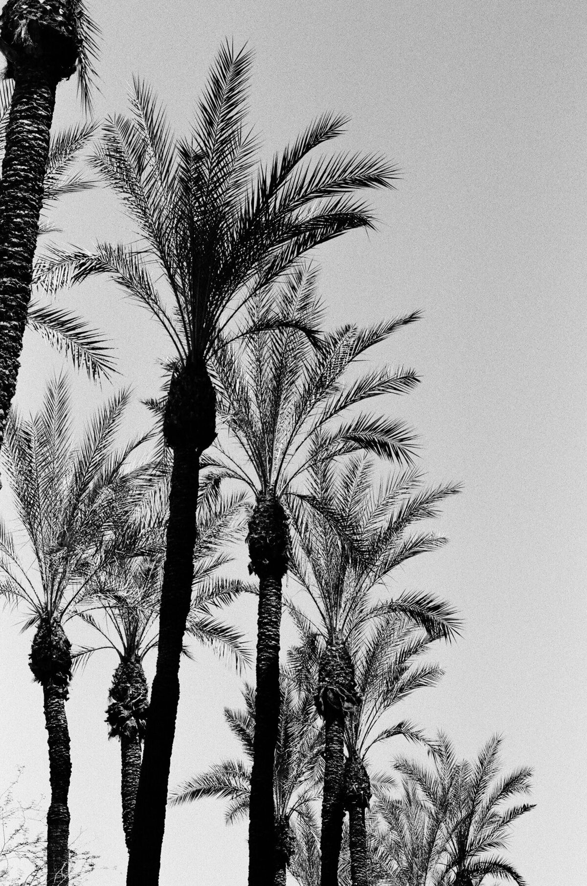 Desert Palms