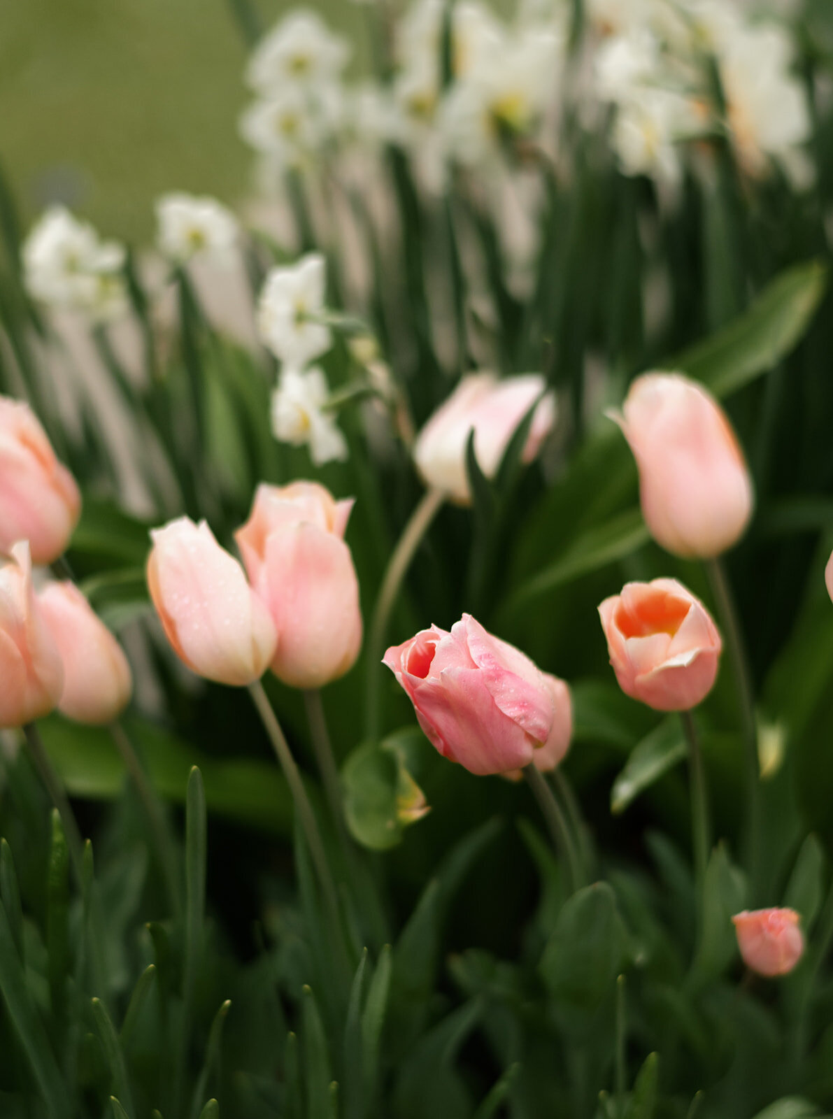 curiouscourtneyphotography535