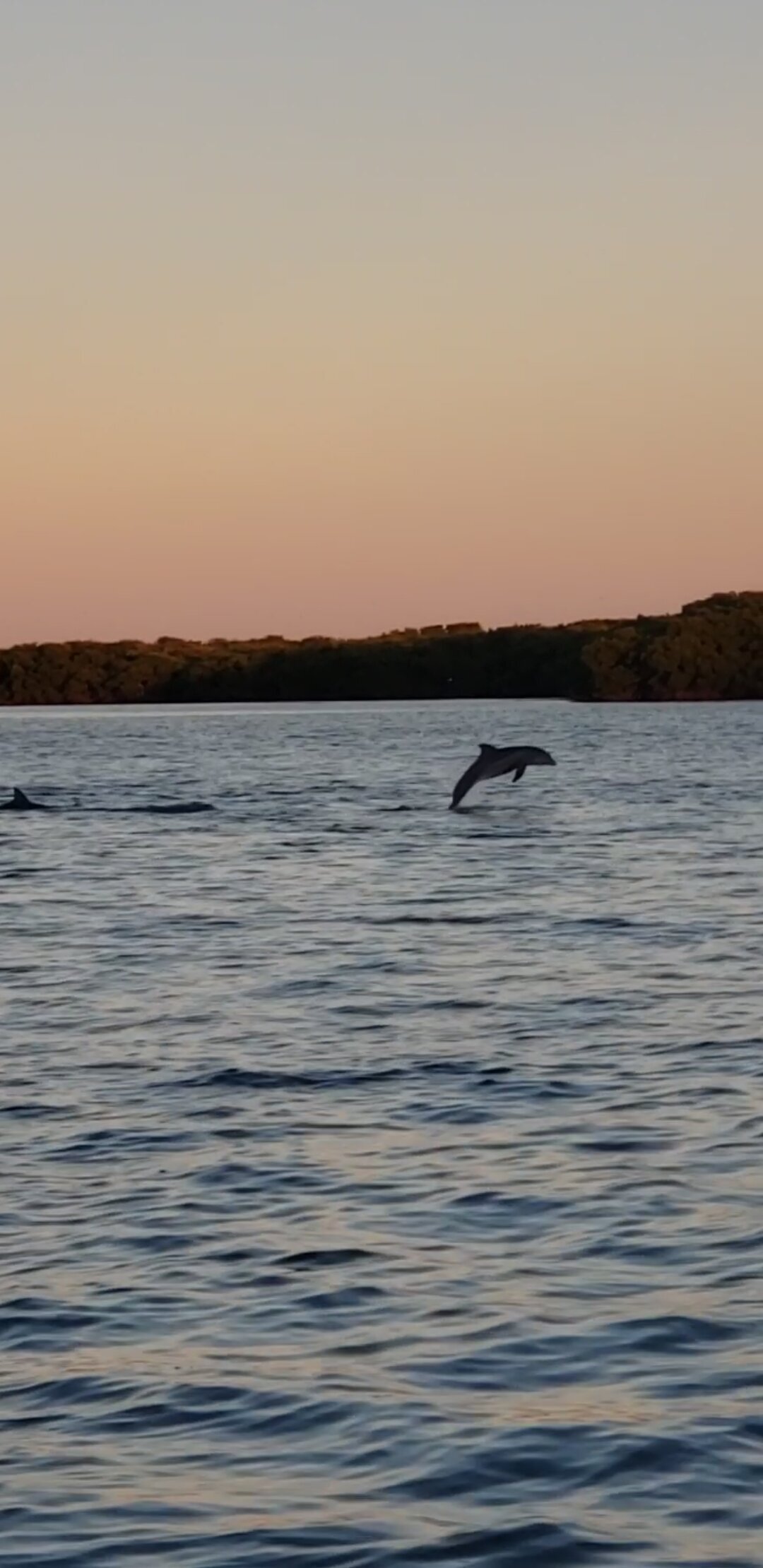 Levique Tours and Rentals Dolphin Madeira Beach Johns Pass TIki Boat