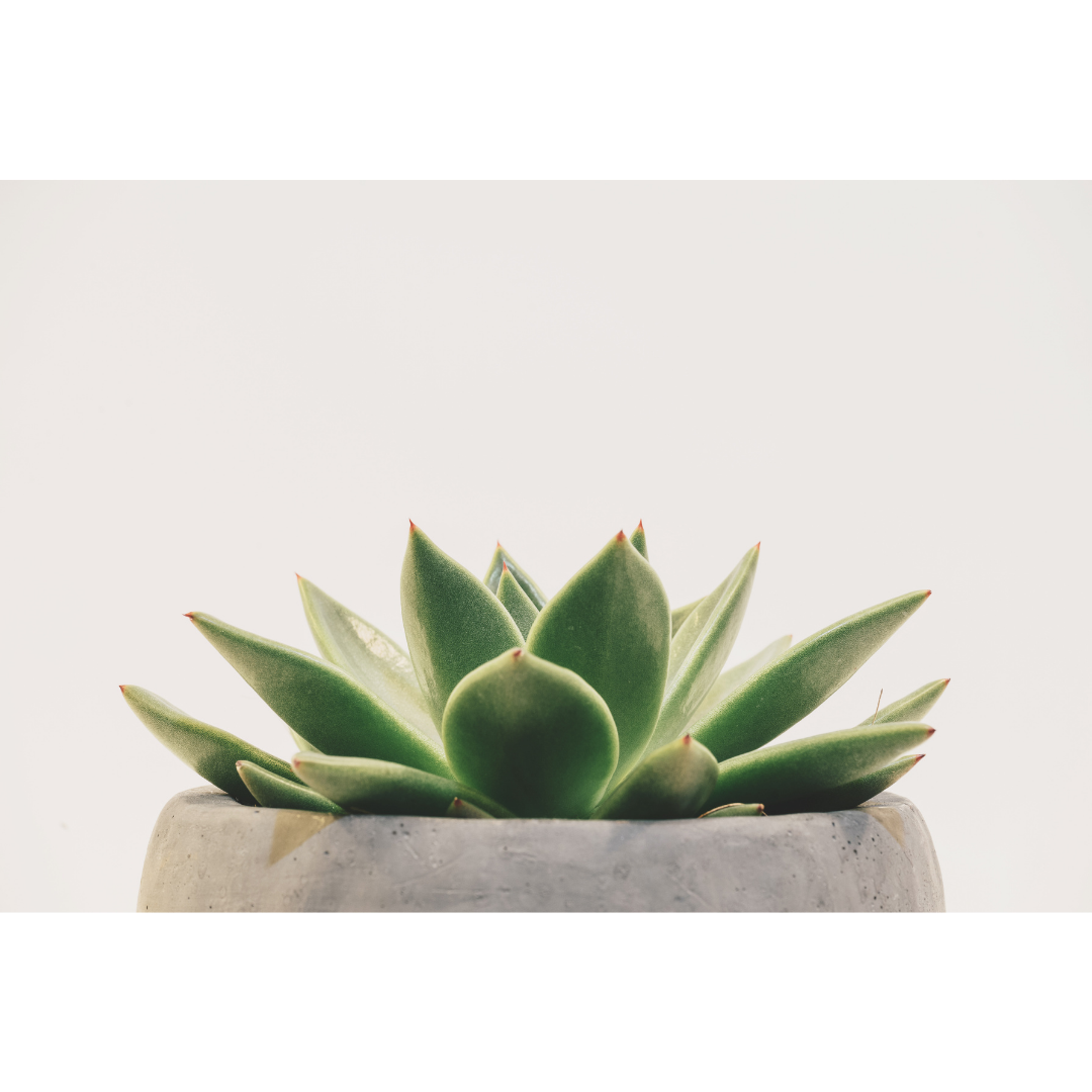 Close up of the top of a succulent.