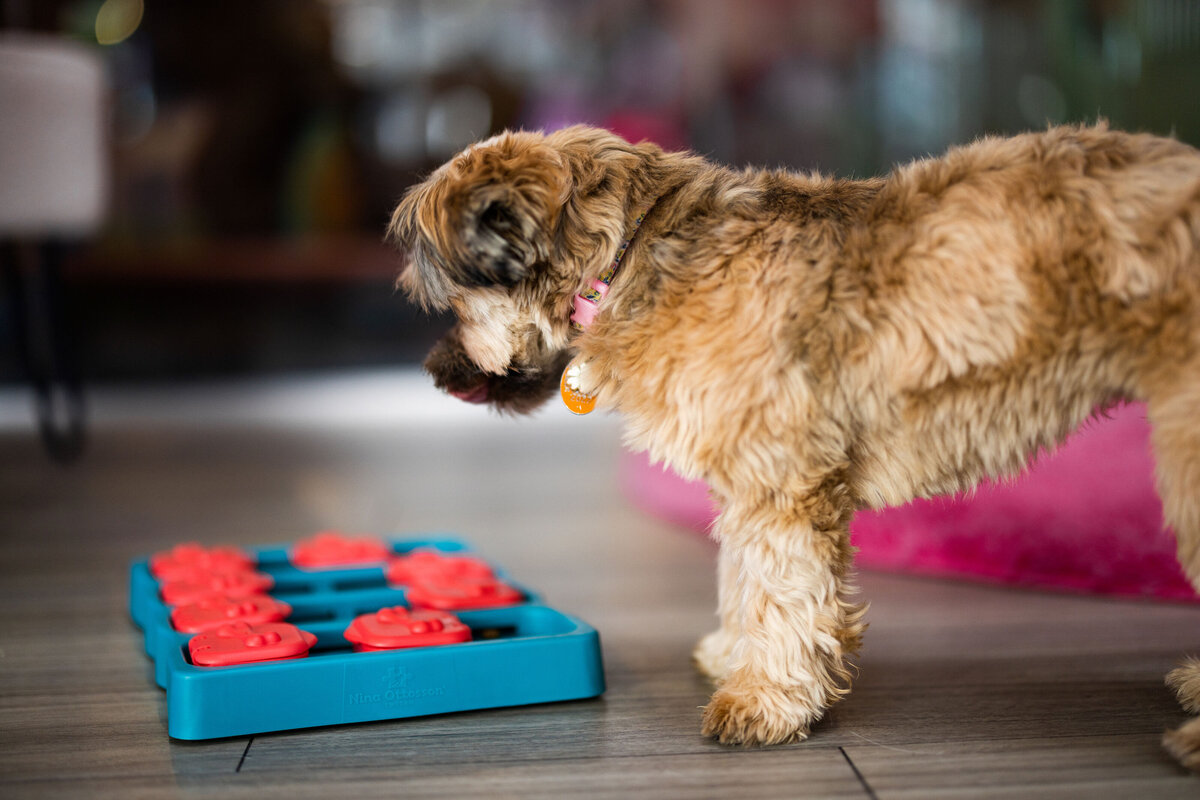 HillFamilyPetCare-167