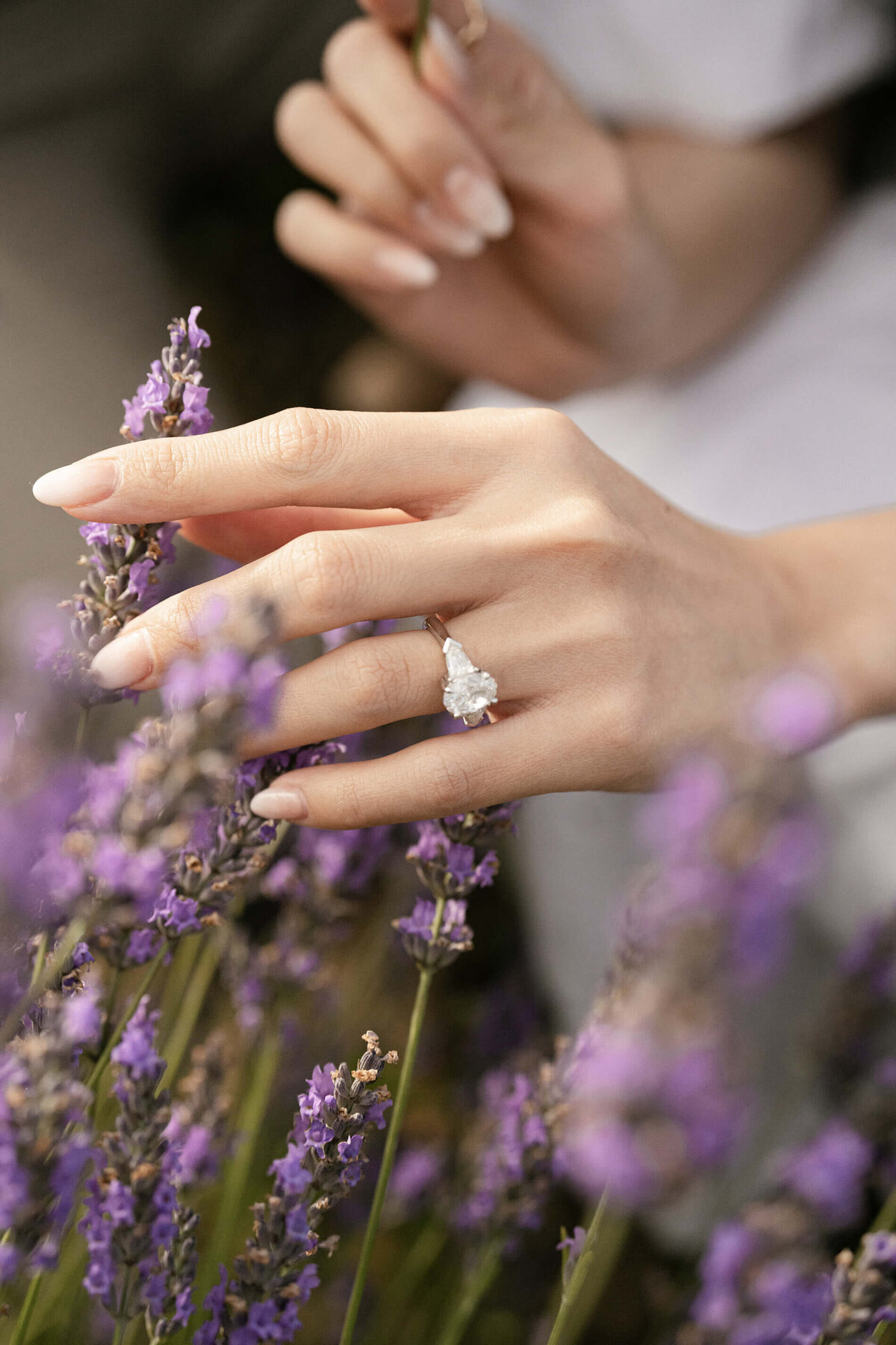Lavender engagement photo shoot