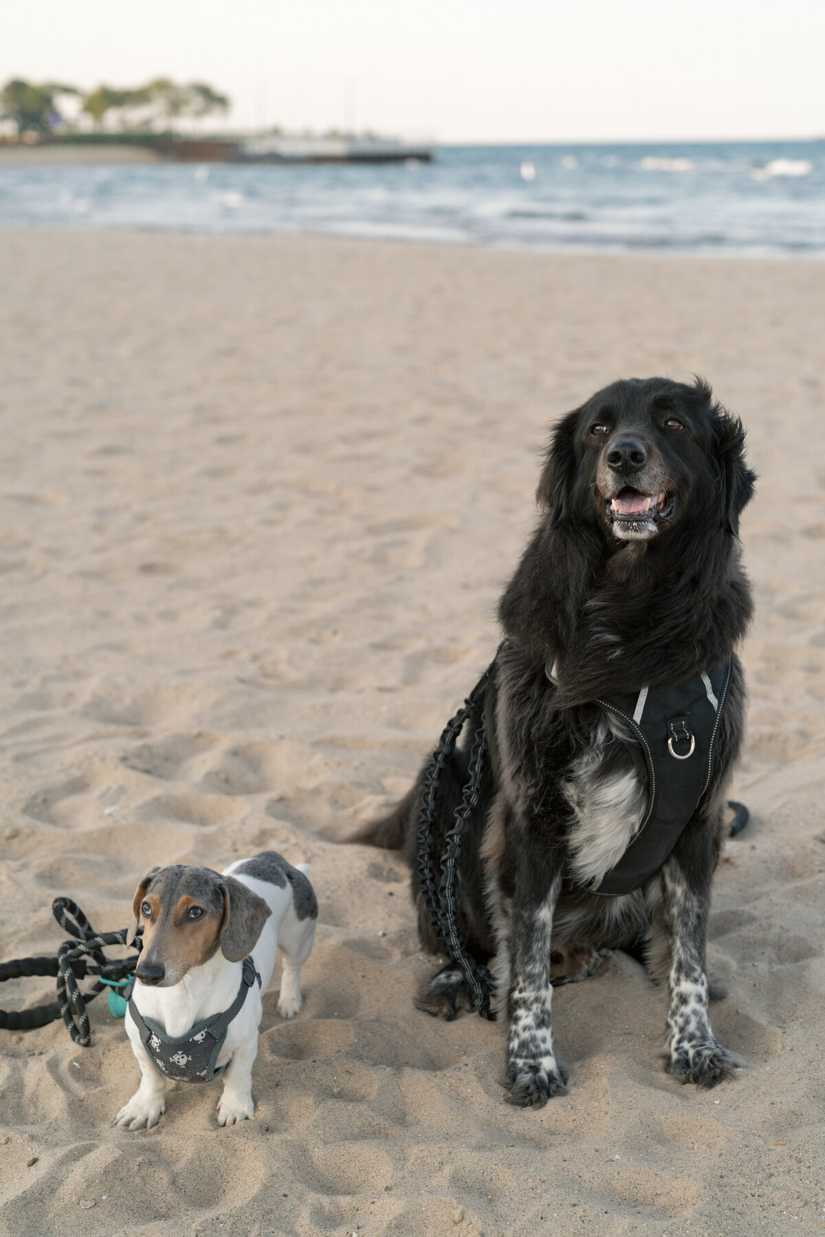 Aspen-Avenue-Chicago-Wedding-Photographer-Engagement-Session-Northwestern-University-Evanston-Prada-Puppy-Editorial-Candid-Stylist-Beach-49
