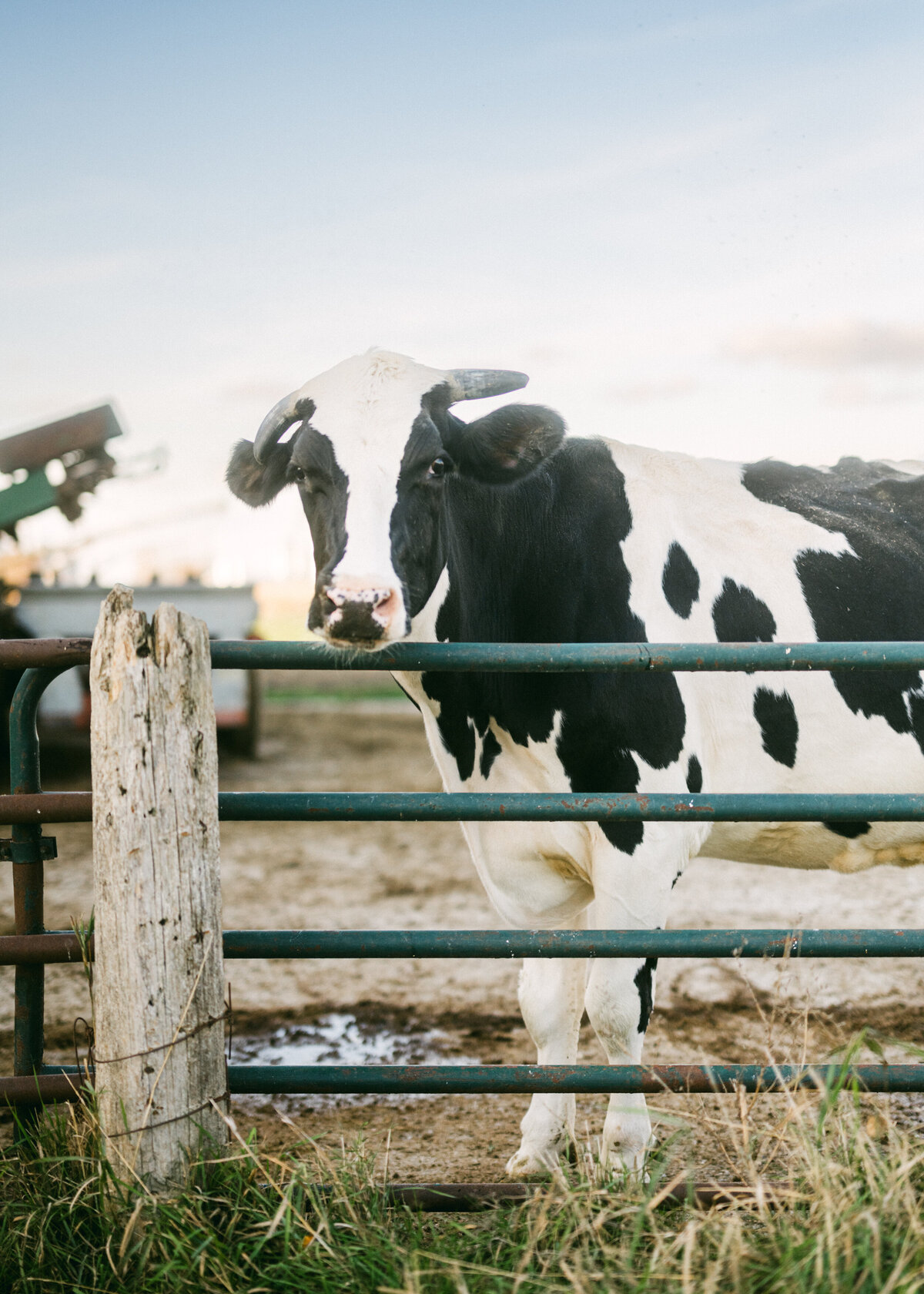 Family_photography_at_the_farm_Ingersoll5