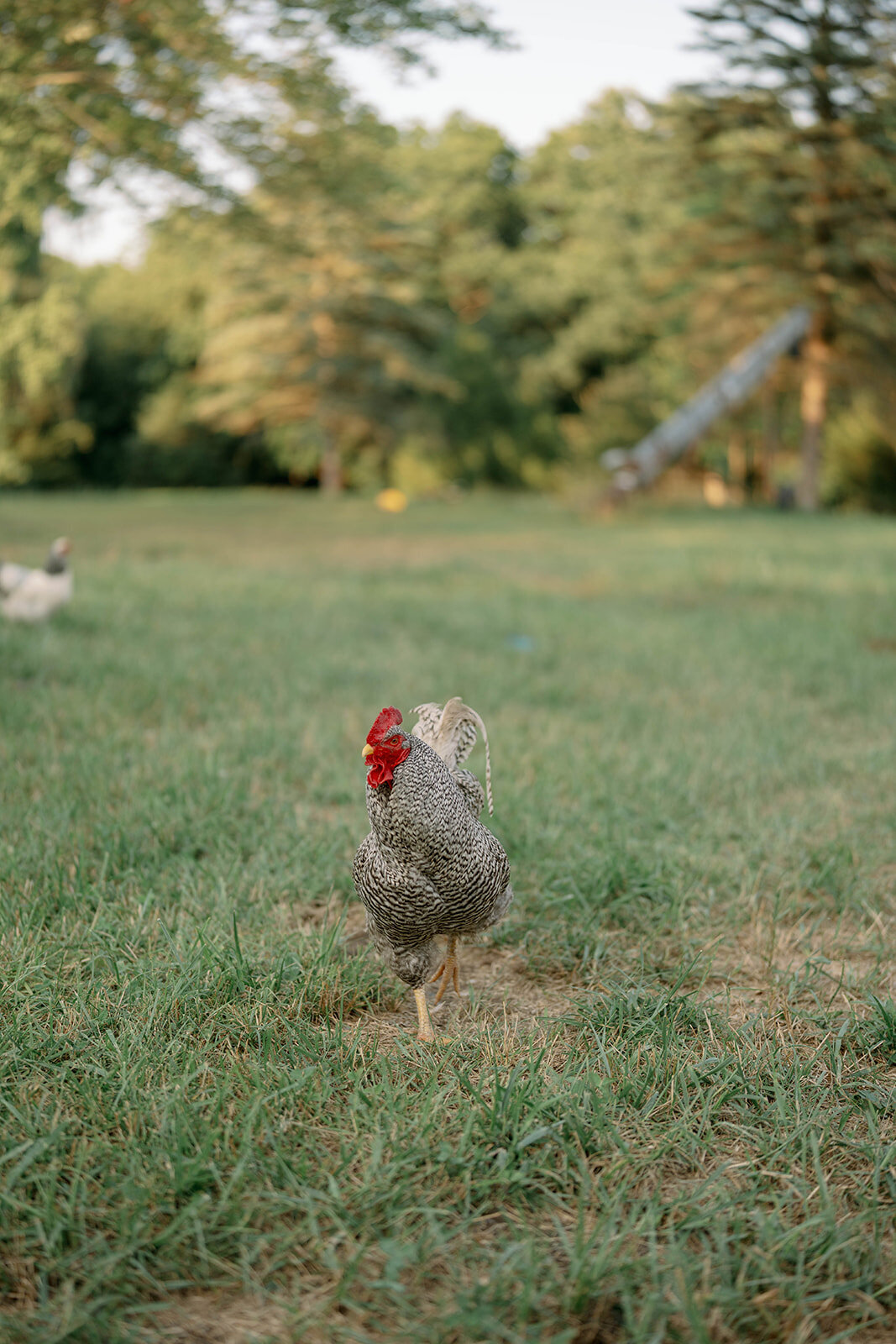 A chicken walking through a grassy field on the private property where Kali and Joe’s Detroit engagement session took place.
