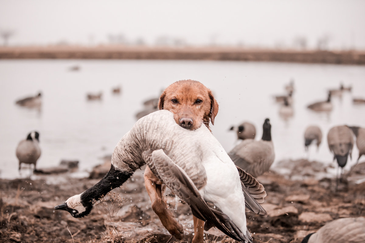 lab carrying goose